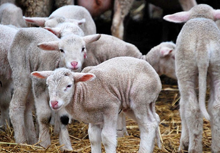 Feliz Navidad: Más de 3.000.000 corderos de entre 30 y 45 días se enviarán directamente al matadero