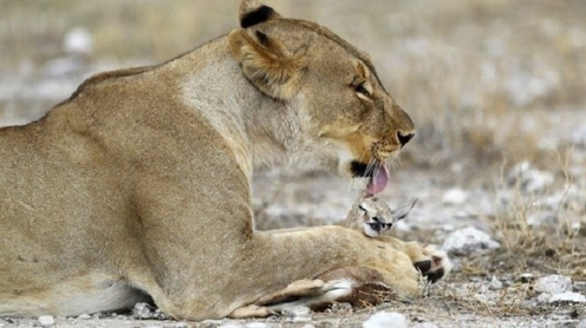 Una leona hace de MAMA a una cría de antílope y no es broma
