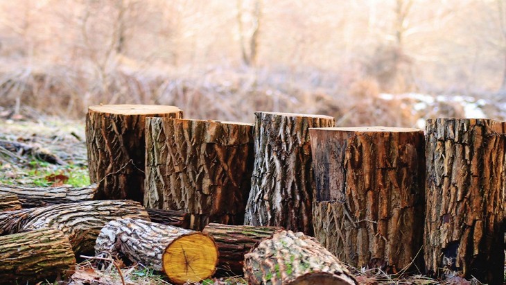 España alcanza las 5.000 licencias FLEGT validadas que garantizan la legalidad de los productos de madera importados