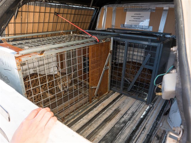 Los 29 linces evacuados por los incendios de Portugal ya están en España