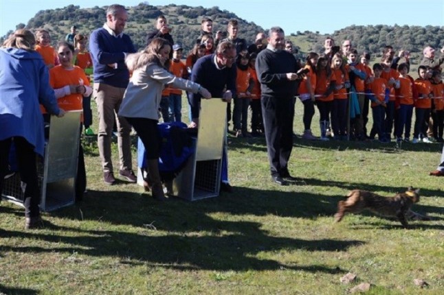 Liberan dos ejemplares de lince en el área de reintroducción del Guadalmellato