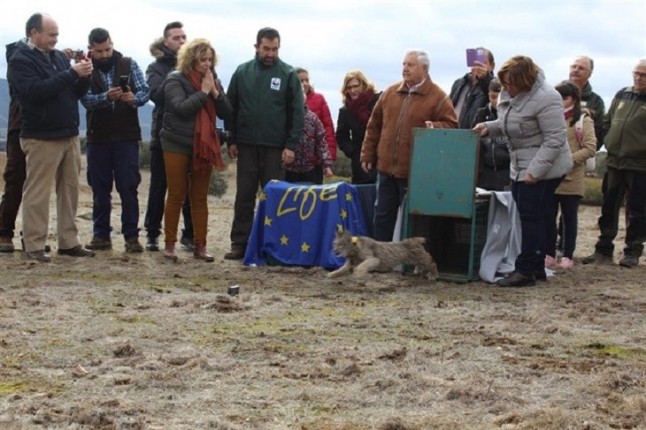 Medio centenar de nuevos cachorros de lince han nacido en Castilla-La Mancha durante los dos últimos años