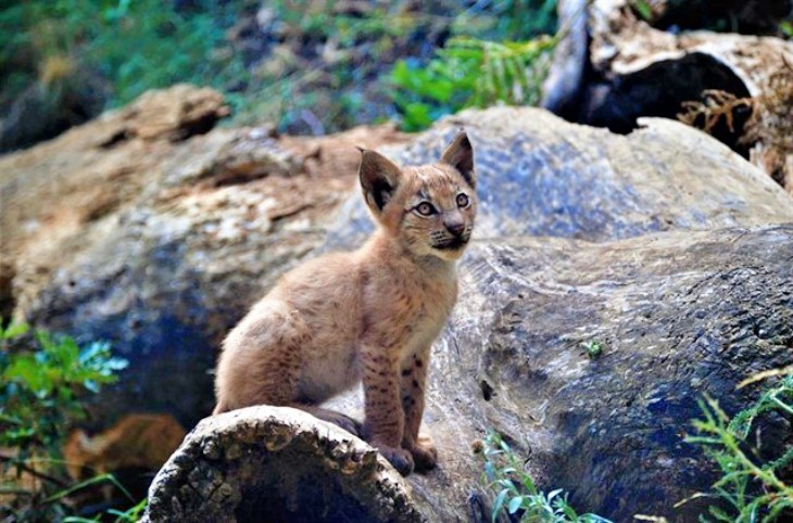 Nace el primer lince europeo en el Pirineo catalán desde hace más de un siglo
