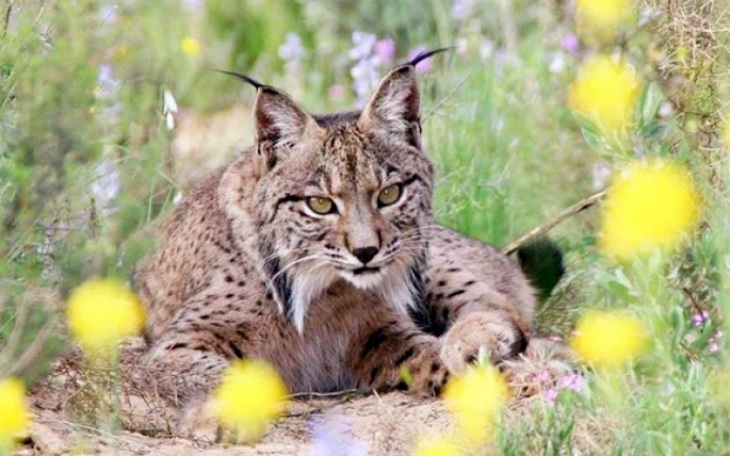 La preservación del lince ibérico ‘está a la vuelta de la esquina’