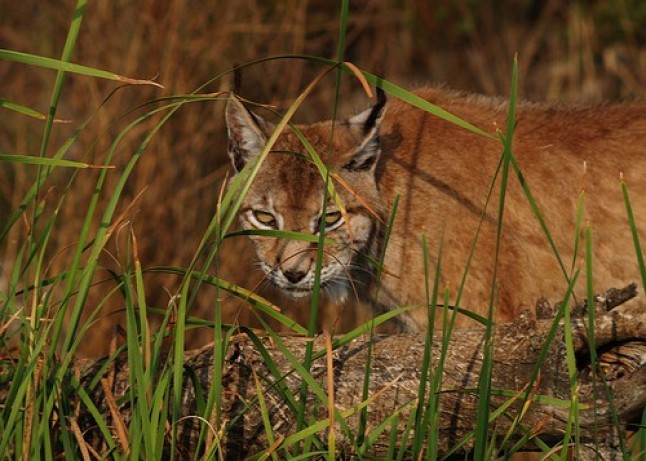 20 ejemplares de lince ibérico a Portugal