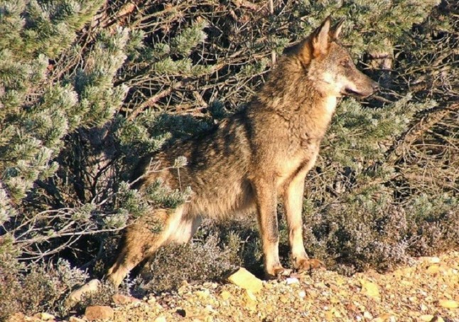 Sigue la polémica en Castilla y León a cuenta del lobo