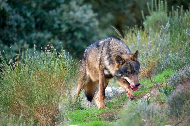 Matarán a 34 lobos en Cantabria. Firma la petición para evitarlo