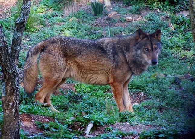 "Amigo Lobo. Leyenda y realidad del lobo ibérico"