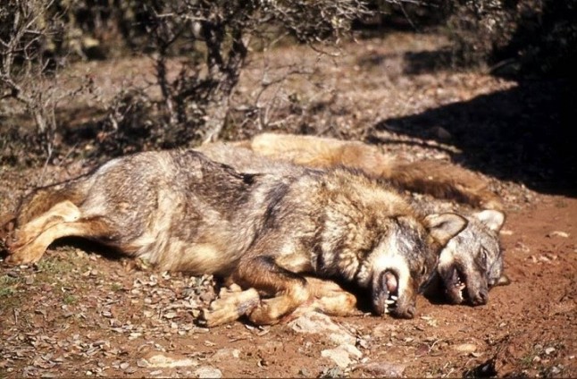 El alcalde de Arenas de Iguña es un APASIONADO de los lobos
