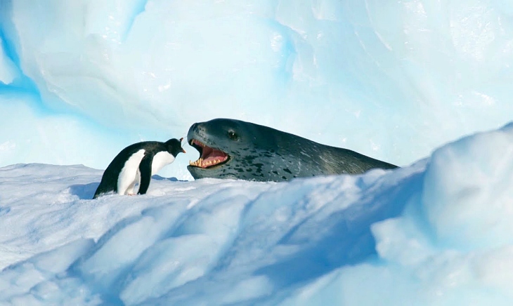 Estremecedor vídeo de un pingüino perseguido por una voraz foca leopardo