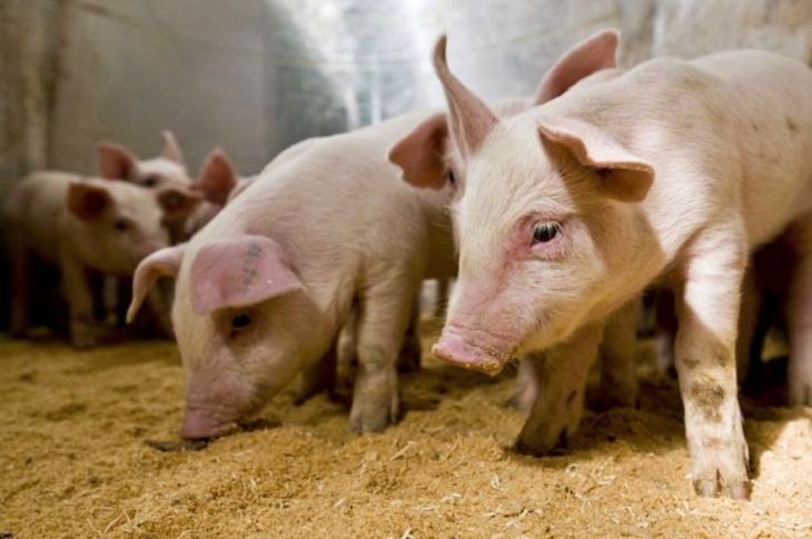 Diversas asociaciones reúnen fuerzas para luchar contra una macrogranja en Granada