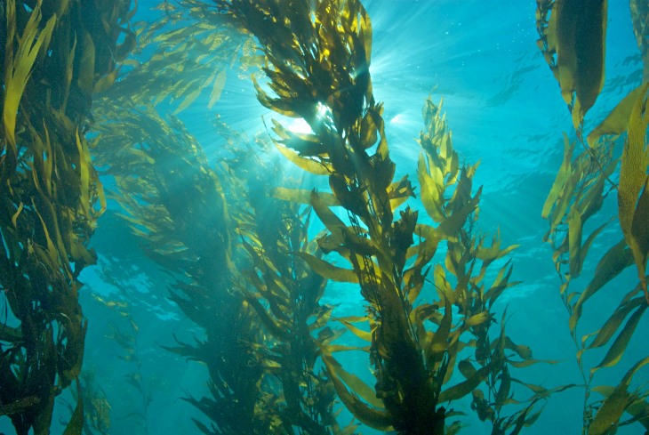 Las macroalgas son las grandes aliadas para retener el CO2