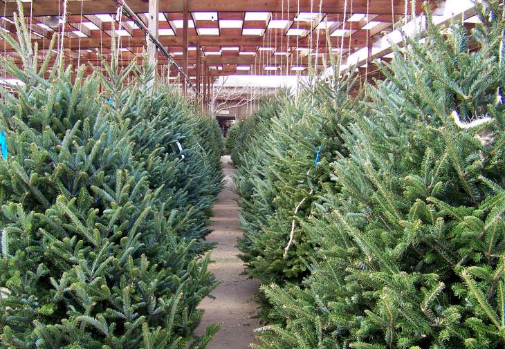 Los viveros municipales de Madrid reciben los abetos navideños desde este martes