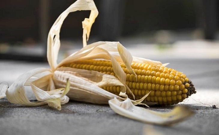 Europa ‘peca de inconsciente’ y autoriza ocho transgénicos para alimentación y pienso