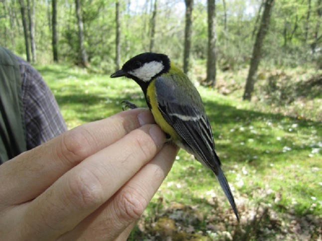 Determinan cómo se produce la infección por malaria de aves silvestres