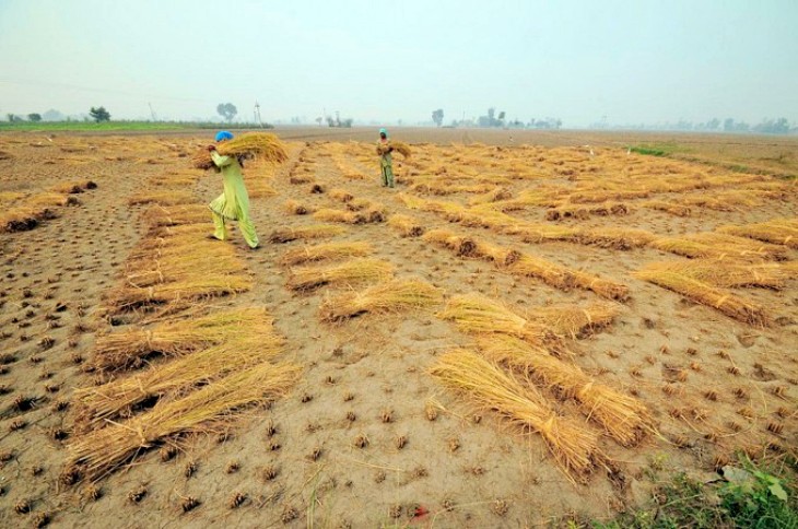 La producción de alimentos está ‘mediatizada’ por el cambio climático