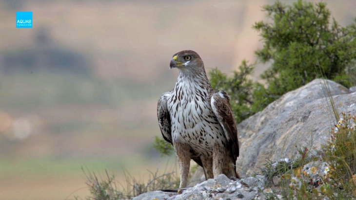 Se reduce significativamente el número de aves atendidas por electrocución en Mallorca