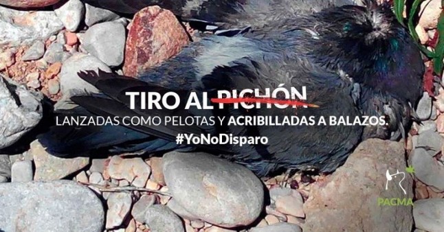 Salvajada integral. Campeonato de España de Tiro al Pichón a Brazo