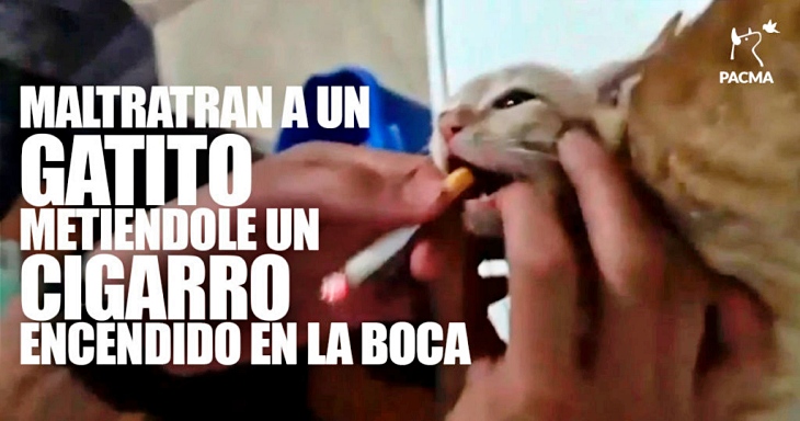 Un grupo de jóvenes maltratan a un gato poniéndole un cigarro encendido en la boca