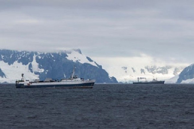 La industria pesquera quita la comida de la boca a los pingüinos y las ballenas de la Antártida