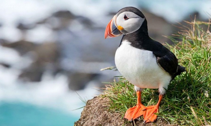 Descubren el uso de herramientas por parte de aves marinas (video)