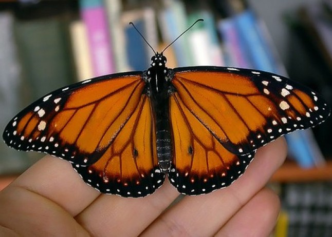 Mariposas africanas se asientan en Cataluña por el cambio climático