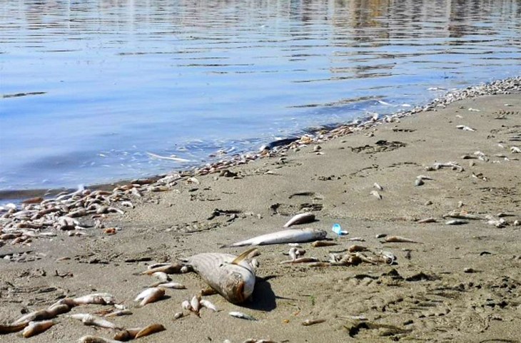 Ya asoma el desastre en el Mar Menor
