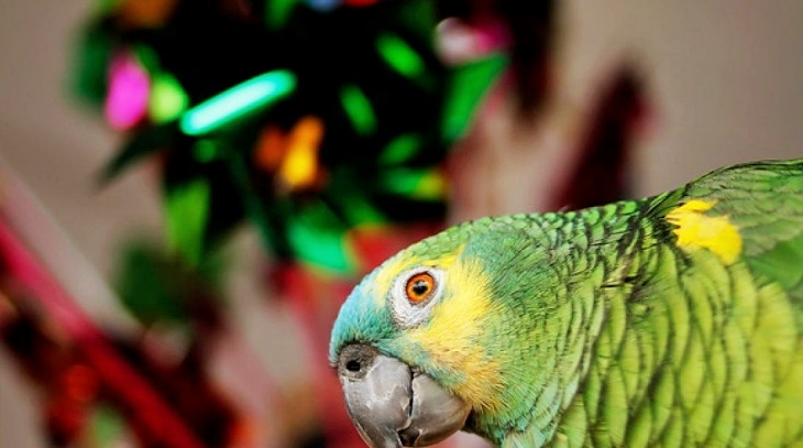 Autorización de ejemplares exóticos como mascota o animal de compañía en México