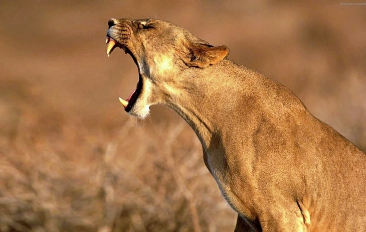 Los beneficios que producen los carnívoros son ‘menospreciados’