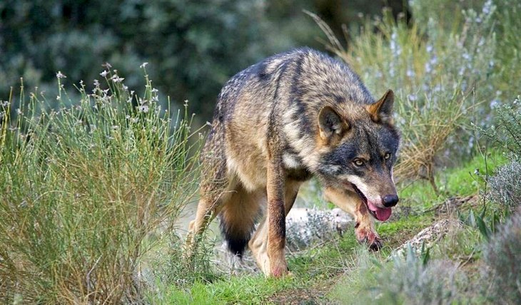 Arranca en Ávila el juicio por la caza ilegal de lobos durante una montería