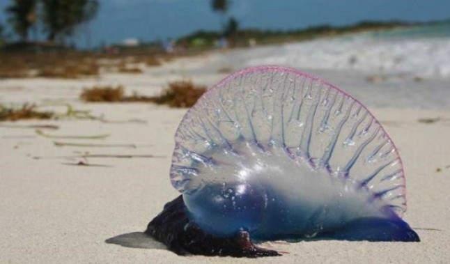 Ceuta anegada de medusas carabelas