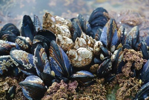 Los mejillones pueden ayudar a limpiar el petróleo de los océanos