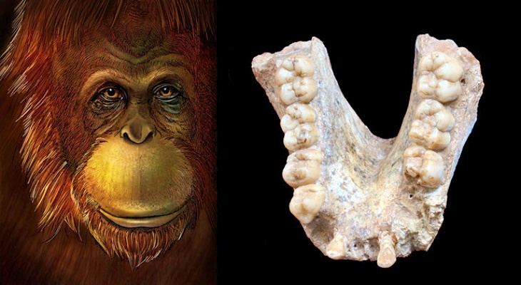 El gigante extinto ‘Gigantopithecus’ era pariente lejano del orangután