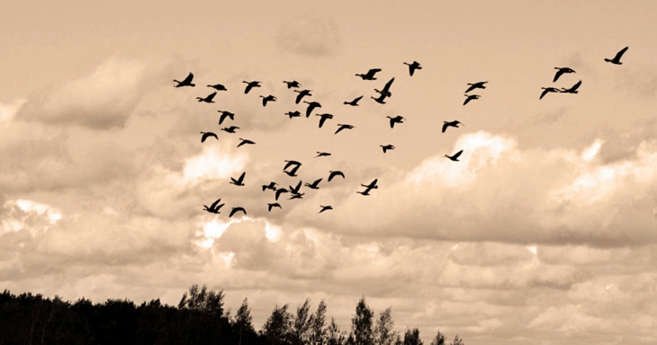 La migración de aves nocturnas se adelantan con el clima más cálido