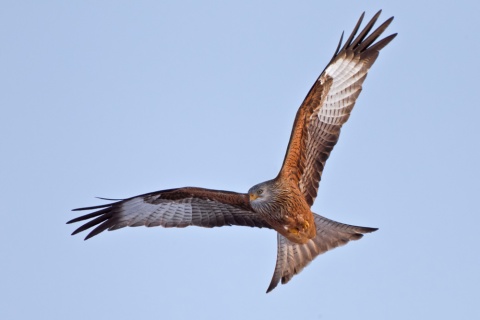 La labor de los ganaderos es fundamental en la conservación de aves necrófagas