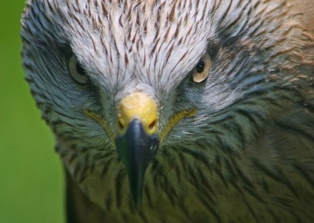 “Programa de Cría en Cautividad del Milano Real”