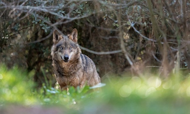 Medio millar de lobos mueren a manos de cazadores furtivos