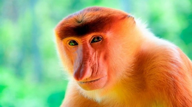 El tamaño de la nariz determina la elección sexual de las monas narigudas