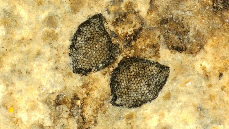 Hallan unos fósiles de ojos de mosca