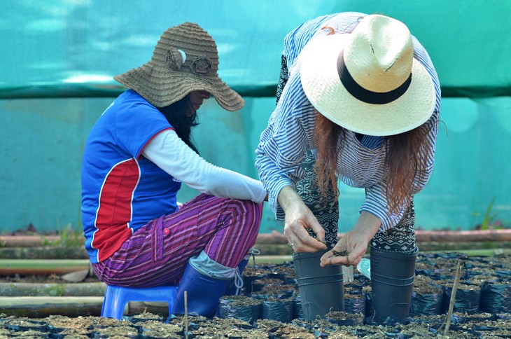 Una fundación de estudios amazónicos destinada a reforestar el pulmón del Planeta