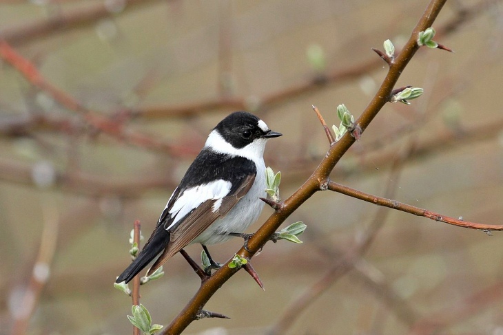 La evolución resetea el reloj anual de las aves migratorias