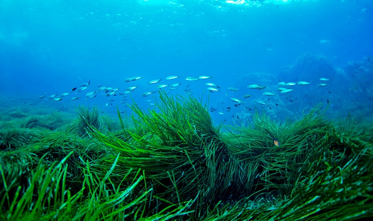 Las especies marinas buscan las profundidades de los océanos para ‘compensar’ el aumento de la temperatura