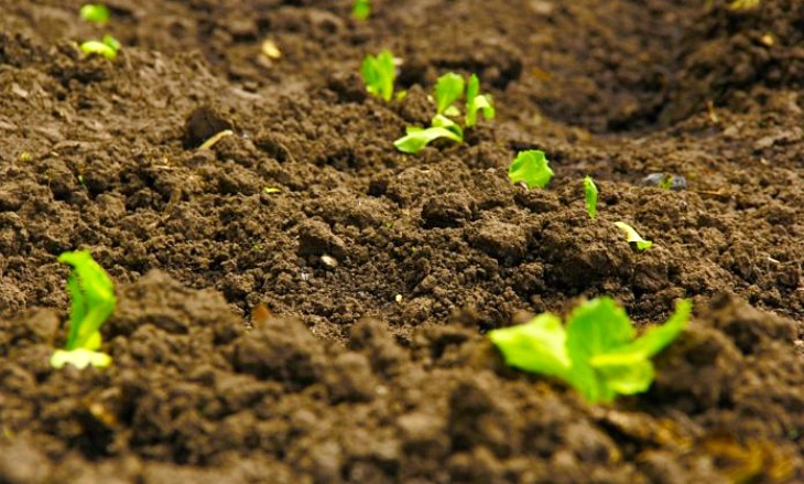 El impacto de la radiación solar en el suelo ayuda a mitigar la contaminación