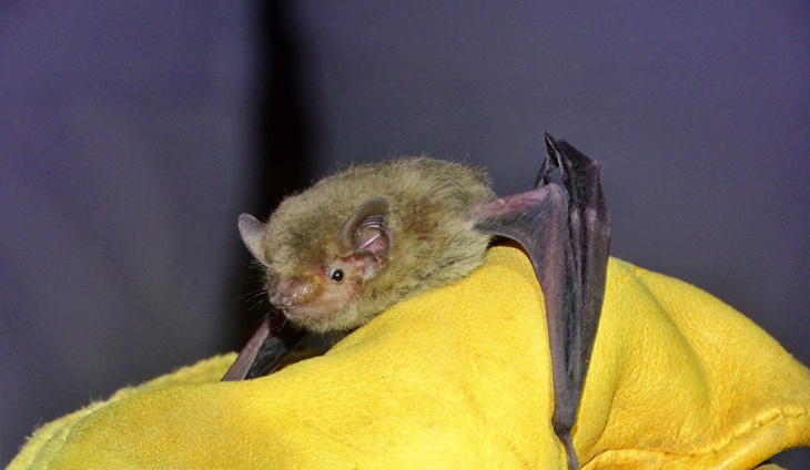 Los murcielagos vuelven a casa