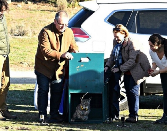 Seis nuevas sueltas coronan a los Montes de Toledo como el territorio con más nacimientos de linces y hembras asentadas