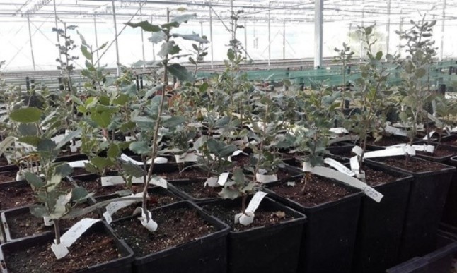 La Diputación de Cáceres y el Grupo Tragsa investigan nuevas fórmulas de lucha contra la seca de encinas y alcornoques