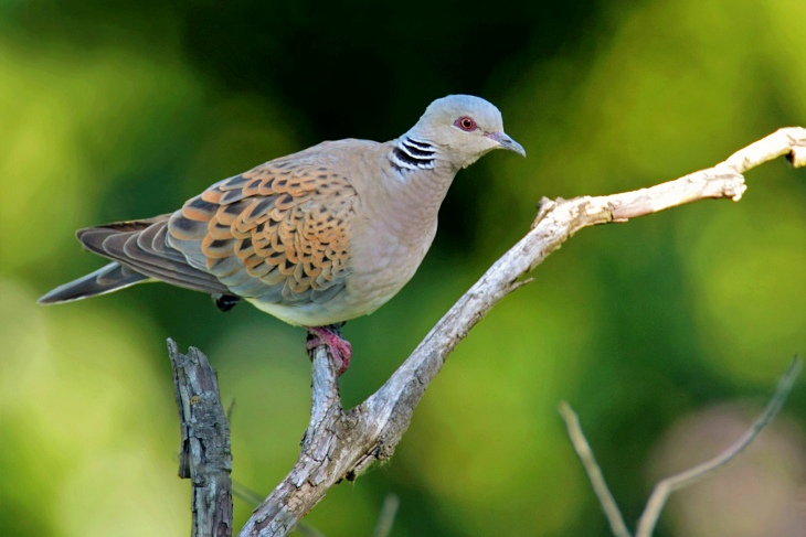 Un porcentaje muy pequeño de las especies en peligro de extinción están protegidas por las directivas europeas