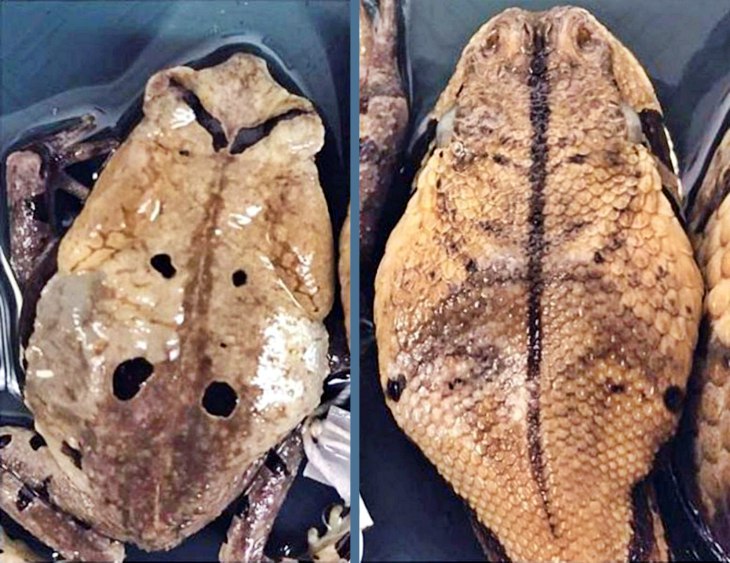 La víbora que en realidad es un sapo africano