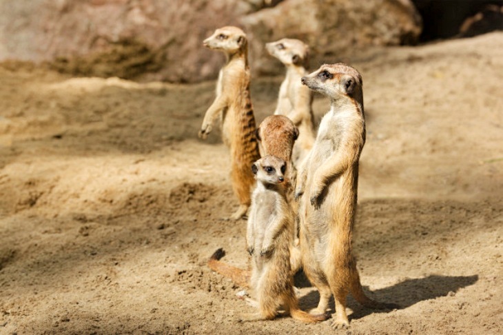 Los suricatas protegen su territorio con danzas de guerra