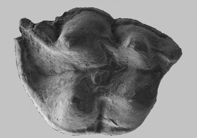 Descubren una nueva especie de un "extraño" insectívoro fósil de hace 16 millones de años en LAlcora (Castellón)